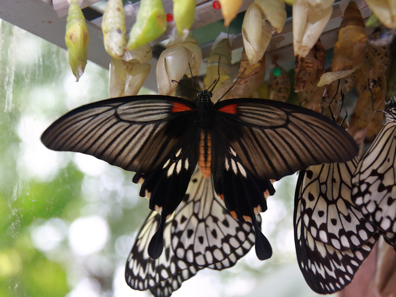 Grote mormoonvlinder